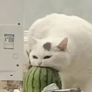 督查办主任