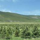 凉药蒲公英