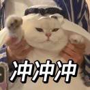 猫猫