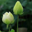 桃花源的头像-博士钣金 - www.bsbanjin.com