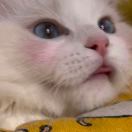 嘎子是猴子??