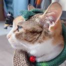 猫绒绒