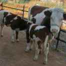 刘氏养殖场18784696842