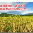 ????梅????