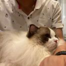 六只🐱的双脚兽