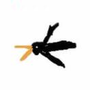 养乌鸦