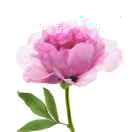 May_977