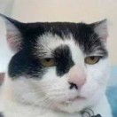 無法無天的头像-博士钣金 - www.bsbanjin.com