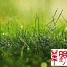 野草