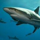 weixin_****Ps7asK...