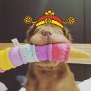 陈紫圆