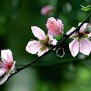 张文英店主头像