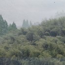 多里