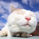 mengboah的头像-古德网络