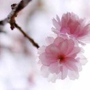 Ivy_20
