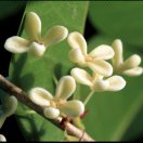 桂の芳韵的头像-归元之道