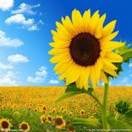 MT20240101的头像-毕方资源网