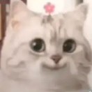 张雷