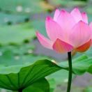 网友昵称：善芳