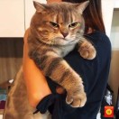 大貓