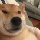 小奇什么都不知道