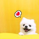 龙淼