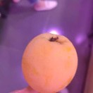 蒲茂
