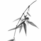 sea_461
