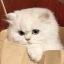 奈何的头像-梦马考研