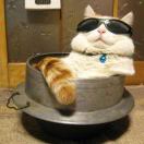 ithacan residence转租