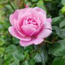 骑鹅漫游的头像-归元之道