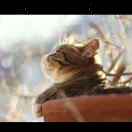 lf3870的头像PNETLab模拟器-pnet模拟器-仿真模拟器-pnet-pnetlabPNETLAB模拟器