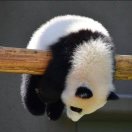 陈