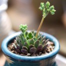 清影的头像-拟人圈