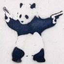 黑白猫Z