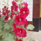 如果@阳光玫瑰葡萄采摘园