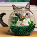 找动物的小泗君