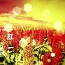 红高粱(李国华)