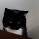 用户51826823的头像-cok论坛 - AGREE动漫游戏