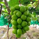 友🍇哥葡萄园 19155852600