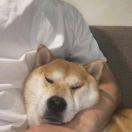 鸿
