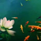 胭脂妆花的头像