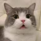 猫仙森MR CAT-秀琴曲谱网