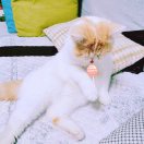 爱吃糖的加菲猫