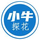 小牛探花