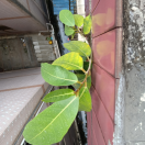方宝宝