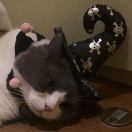 null转租&房东直租