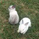 挚爱白粥的包子