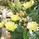 麦先生的头像