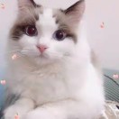 戎静